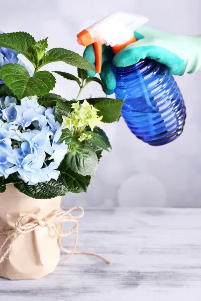 Proces van de zorg voor hortensia bloem op lichte achtergrond — Stockfoto