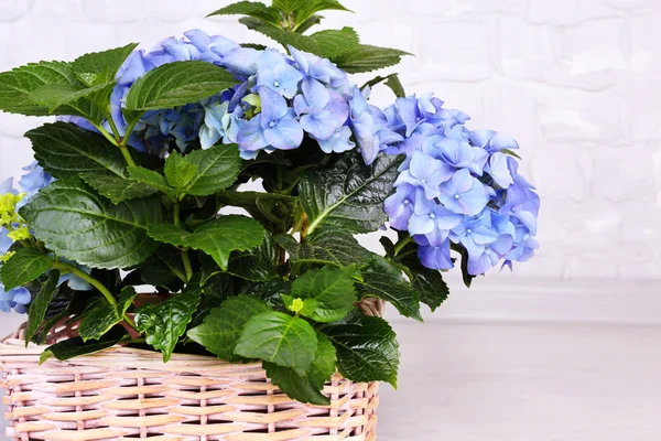 Hydrangea in basket on grey background — Stock Photo, Image