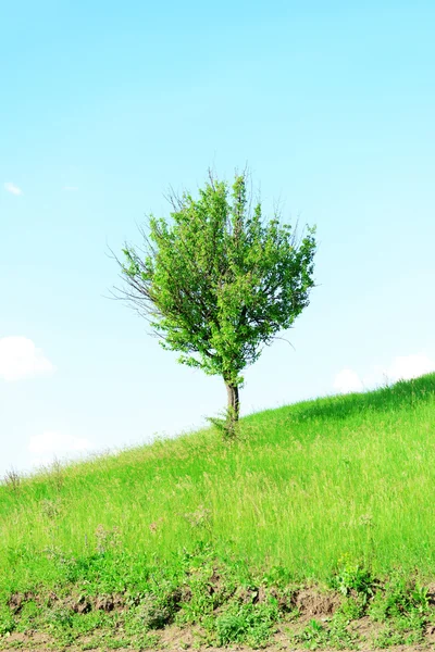 Single big old tree outdoors — Stock Photo, Image