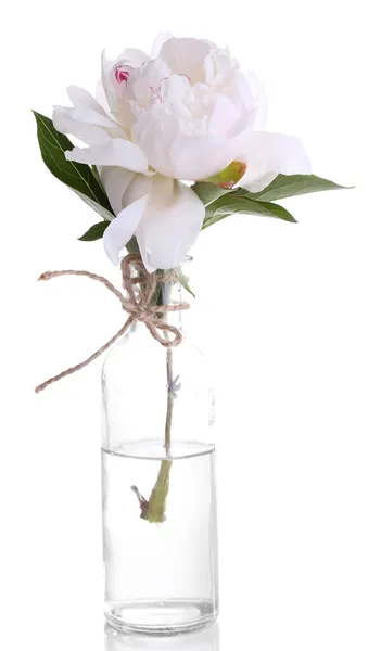 Bela flor de peônia branca em vaso de vidro, isolado em branco — Fotografia de Stock