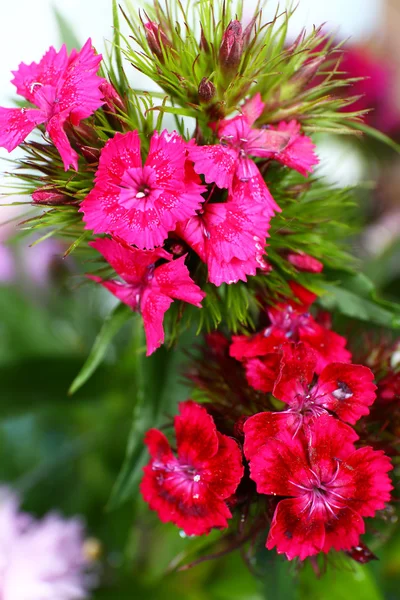 Vackra blommor nära — Stockfoto