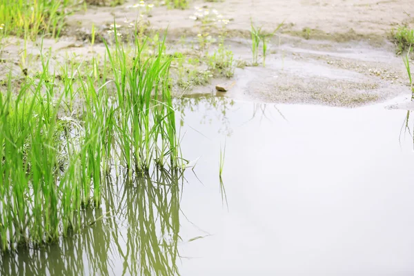 Beautiful green grass in water — Stock Photo, Image