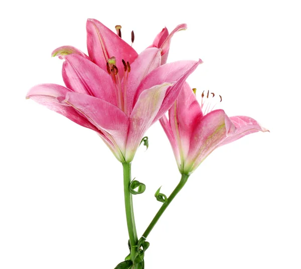 Lindas flores de lírio rosa, isoladas em branco — Fotografia de Stock