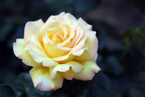 Bella rosa gialla su cespuglio verde — Foto Stock