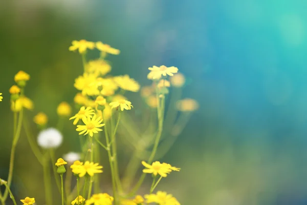 Smukke vilde blomster, udendørs - Stock-foto