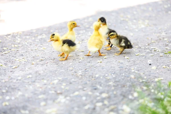 小小的可爱小鸭子们，在户外 — 图库照片