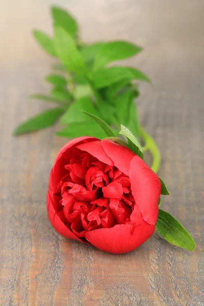 Bella peonia rosa su sfondo grigio in legno — Foto Stock