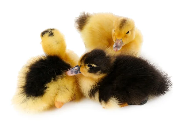 Pequeños patitos lindos aislados en blanco —  Fotos de Stock