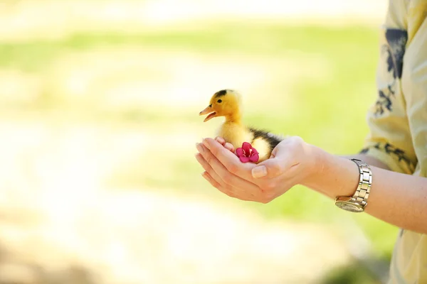 Hand holding beetje schattig eendje, buitenshuis — Stockfoto