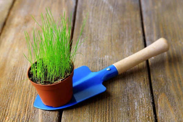 Young plant in pot on garden shovel on wooden background — Stock Photo, Image