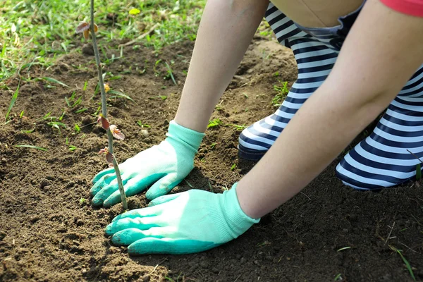 Gardener planting tree in spring — Stock Photo, Image