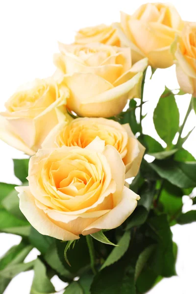 Bouquet of beautiful roses close up — Stock Photo, Image