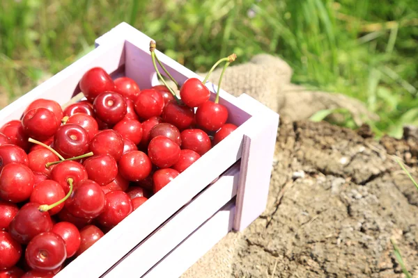 Sweet cherries on crate with sackcloth on glade — Stock Photo, Image