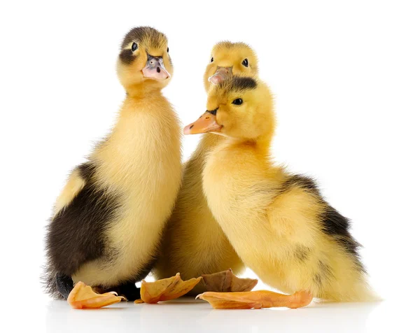 Pequenos patinhos bonitos isolados em branco — Fotografia de Stock