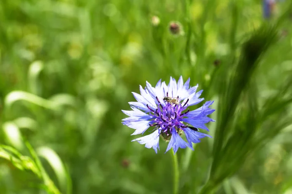 Bellissimo fiordaliso, all'aperto — Foto Stock