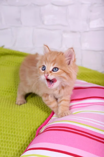 Sevimli küçük kırmızı kedi üzerinde hafif duvar arka plan üzerinde renkli yastıklar — Stok fotoğraf