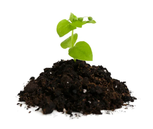 Зелена рослина і ґрунт, ізольовані на білому — стокове фото
