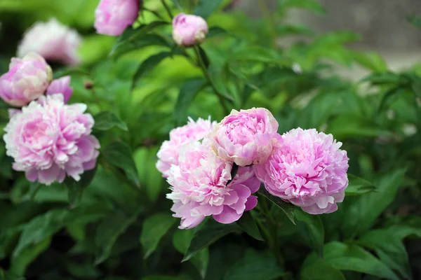 Mooie roze pioenrozen op groene bush in tuin — Stockfoto