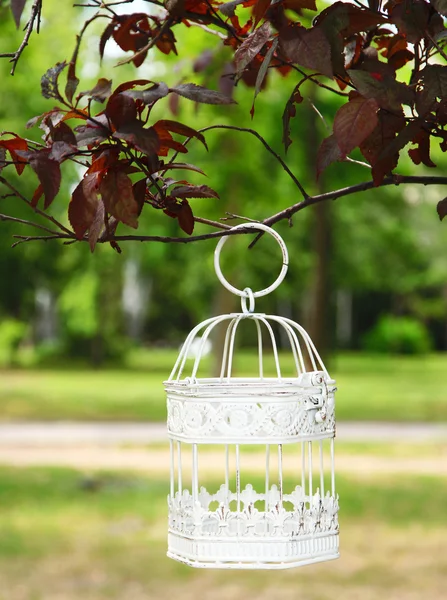 White vintage birdcage hanging on branch — Stock Photo, Image