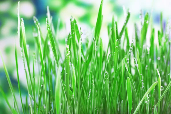 Prachtige lente gras op lichte achtergrond — Stockfoto