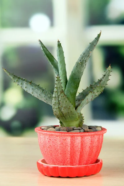 Aloe en maceta, sobre alféizar de ventana de madera — Foto de Stock