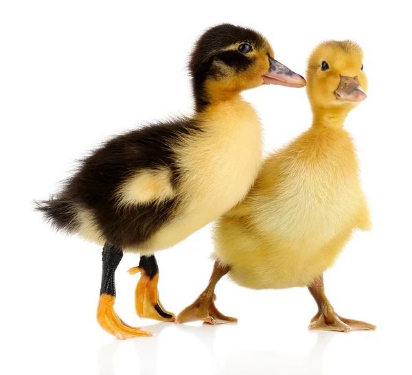 Pequeños patitos lindos aislados en blanco — Foto de Stock