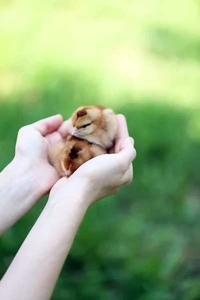 Kéz, gazdaság, elszigetelt fehér kis aranyos csirke — Stock Fotó