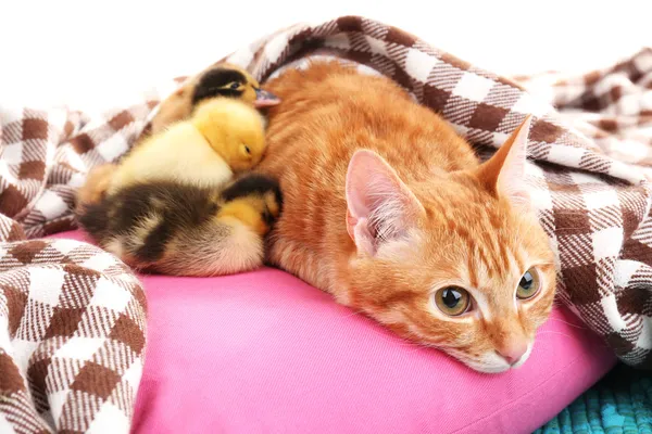 可爱的小鸭子在粉红的枕头上的红猫关闭 — 图库照片