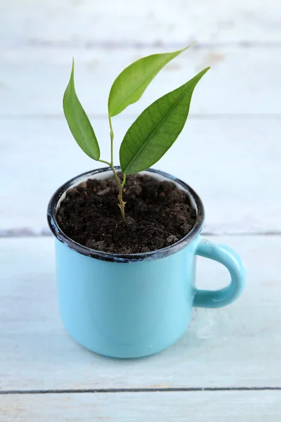 Planta joven en taza sobre fondo de madera de color —  Fotos de Stock