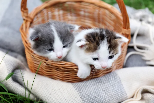Милі маленькі кошенята в кошику, на відкритому повітрі — стокове фото