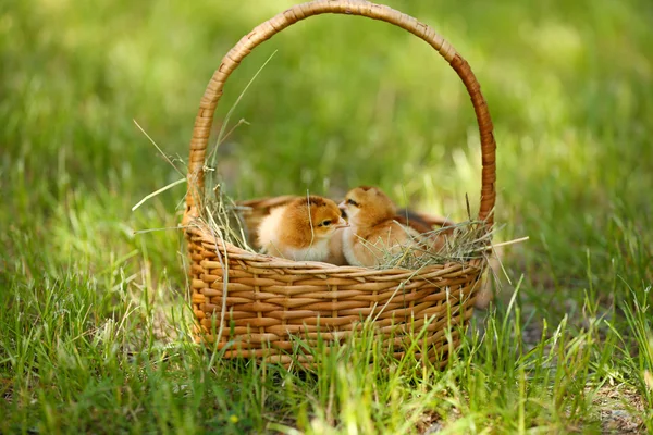 Little cute chickens in wicker basket on green grass, outdoors
