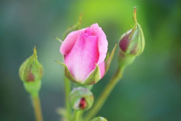 Schöne rosa Rose auf grünem Strauch — Stockfoto
