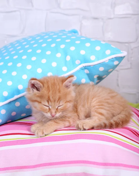 Işık duvar arka plan üzerinde renkli yastıklar üzerinde uyuyan sevimli küçük kırmızı kedi yavrusu — Stok fotoğraf