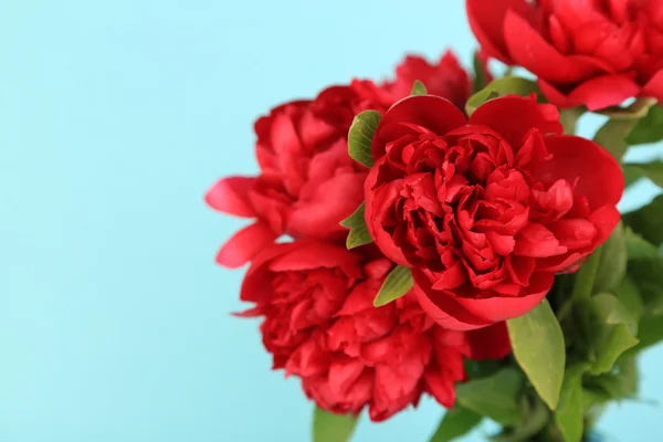 Beautiful pink peonies on blue background — Stock Photo, Image