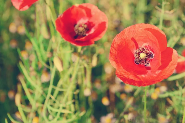 Vallmo blommor utomhus — Stockfoto