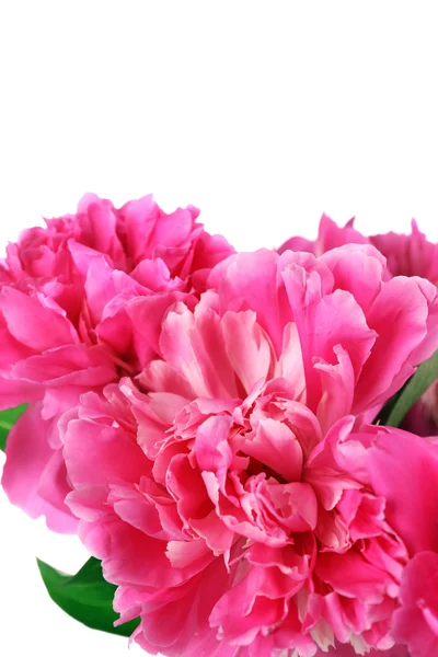 Beautiful pink peonies, isolated on white — Stock Photo, Image