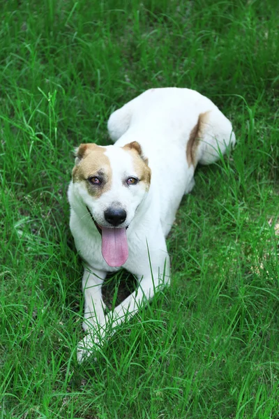 Grappige grote alabai hond, buitenshuis — Stockfoto