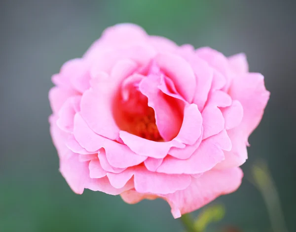 Rosa bonita aumentou no arbusto verde — Fotografia de Stock