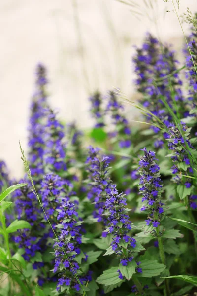 Beautiful wild flowers, outdoors — Stock Photo, Image