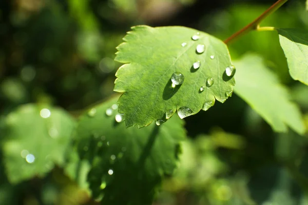 Foglie verdi con gocce di pioggia da vicino — Foto Stock
