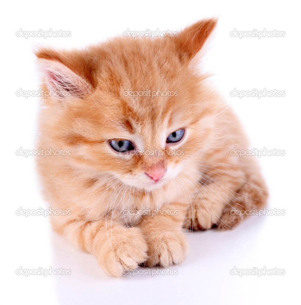 Orange Weiße Katze Orange Weiße Katze