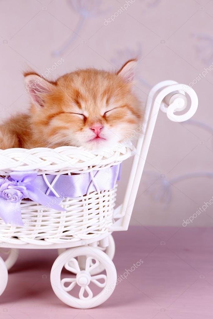Cute little red kitten  sleeping in decorative basket, on bright background