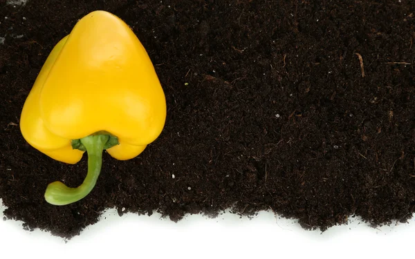 Žlutá paprika na půdě izolovaných na bílém — Stock fotografie