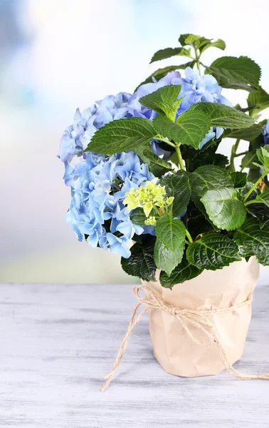 Hortensia in bloempot op houten tafel, op lichte achtergrond — Stockfoto