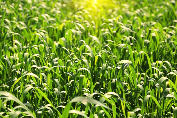 Vackert grönt fält — Stockfoto