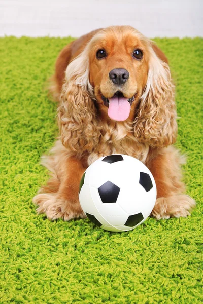 Engelsk cocker spaniel på mattan med boll i rum — Stockfoto