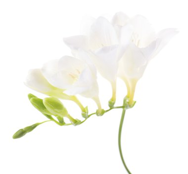 narin Frezya çiçeği üzerinde beyaz izole