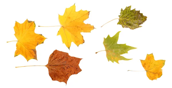 Helle Herbstblätter isoliert auf weiß — Stockfoto