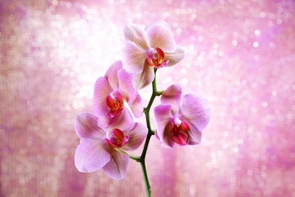 Orquídea florescente bonita no fundo de cor clara — Fotografia de Stock