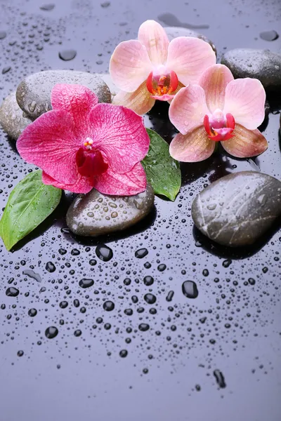 Composizione con bella orchidea fiorita con gocce d'acqua e pietre termali, su sfondo grigio — Foto Stock